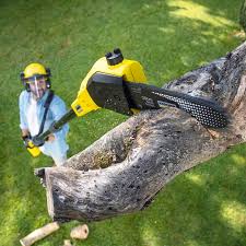 Best Tree Trimming and Pruning  in North Lindenhurst, NY