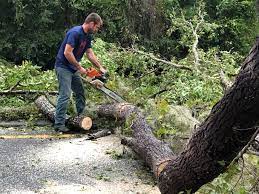 Best Arborist Consultation Services  in North Lindenhurst, NY
