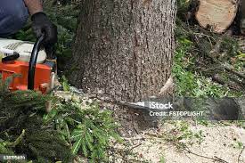 Best Leaf Removal  in North Lindenhurst, NY
