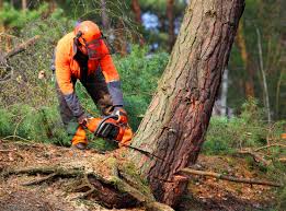 Best Seasonal Cleanup (Spring/Fall)  in North Lindenhurst, NY
