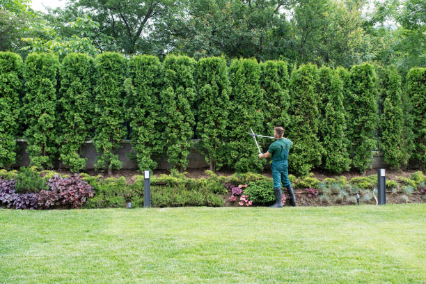 Best Pest Control for Lawns  in North Lindenhurst, NY