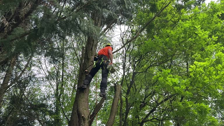 Best Lawn Pest Prevention  in North Lindenhurst, NY