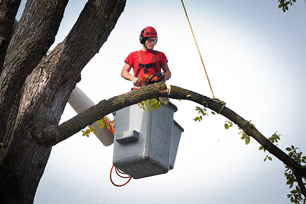 How Our Tree Care Process Works  in  North Lindenhurst, NY