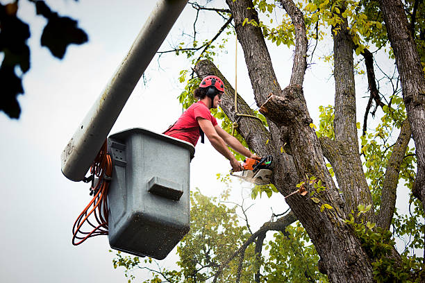 Reliable North Lindenhurst, NY Tree Removal Solutions